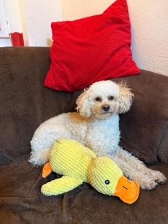 Hundeurlaub im Tiny House im Wald - Tanna - 9