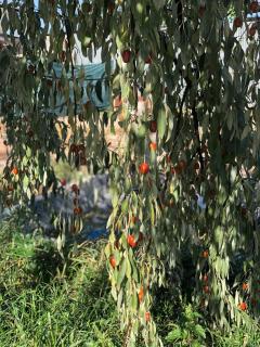 Veni Vedi - Vedi - 7