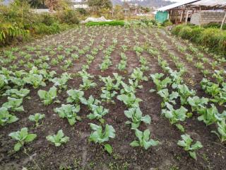 Bhoomi Organics Farmstay - 3