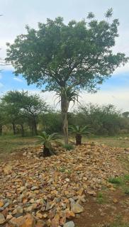 Makhato Bush Lodge 48 - 6