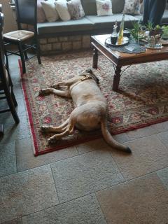 Guesthouse Petrino - 8