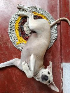 Coco Mango Hostel - 2