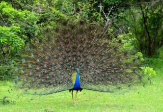 Sigiri Niwahana Home Stay - 2