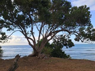 T3 du Levant - Village Pierre & Vacances - 4