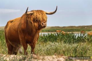 Bungalowpark 't Hoogelandt - 1