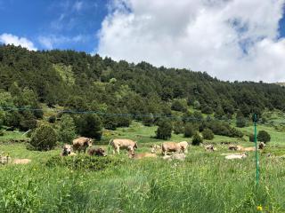 Estudio reformado Vall d'Incles Grandvalira, 4 pers, max 2 adultos y 2 niños menores 12 años HUT5840 - 4