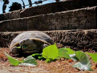 Eclectic Cabin Rental near Joshua Tree National Park - 5