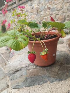 Hotel Rural El Nuevo Semellon Aceptamos Mascotas - 1