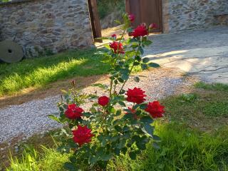 Hotel Rural El Nuevo Semellon Aceptamos Mascotas - 2