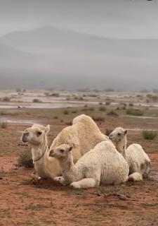 Desert Front camp - 0