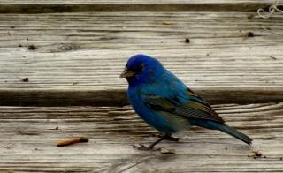 Rustic Cabin Rental Located in St. Marks Wildlife Refuge, Florida - 8
