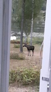 Idyllic Lake House in Sweden - 7