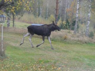Idyllic Lake House in Sweden - 3