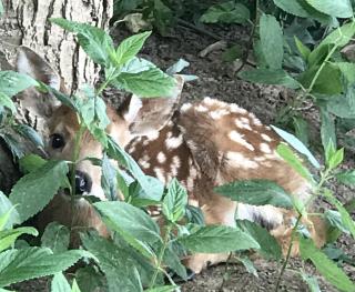 "Lovely Tiny House Rental for a Romantic Getaway in Shepherdstown, West Virginia - 1
