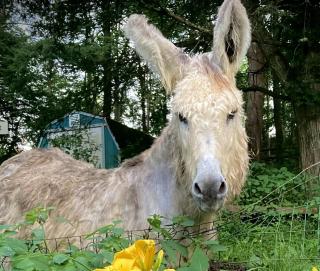 Cozy Studio Cabin Rental with Hot Tub Perfect for Glamping in Ohio - 8