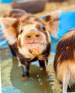 Glamorous California Campsite Retreat with Great Views - 4