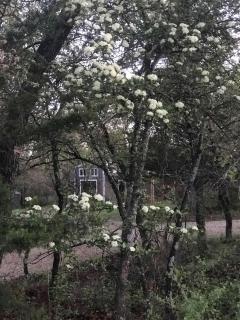 Hidden Treasure Harvest House Forest Getaway 30 Min. West of Fort Worth - Springtown - 8