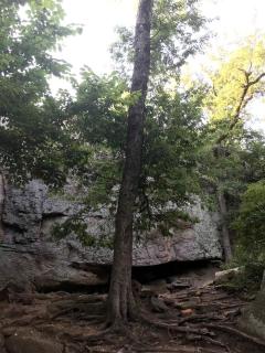 Hidden Treasure Harvest House Forest Getaway 30 Min. West of Fort Worth - Springtown - 3