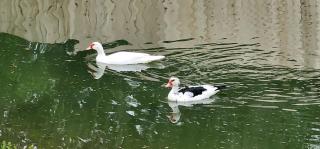 Romantic Escapes to Texas like No Other in this Wonderful Tree House in Leander - 4