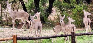 Romantic Escapes to Texas like No Other in this Wonderful Tree House in Leander - 3