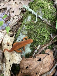 Eco-Friendly, Abstract Treehouse Surrounded by Wildlife and Hiking Trails For a Special Getaway in Sparrow Bush, New York - 5