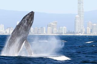 Oceanfront Hamptons 2BR Escape - 1