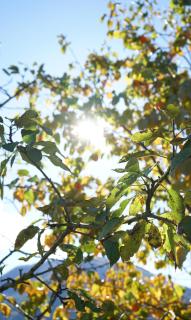 Sunny Side - მზიანი მხარე - 8