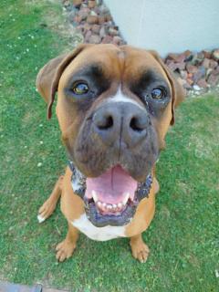 Le paon de bois avec bain nordique - 9