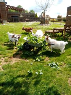 Le paon de bois avec bain nordique - 6