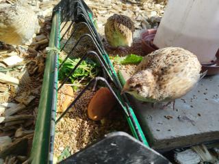 Le paon de bois avec bain nordique - 5