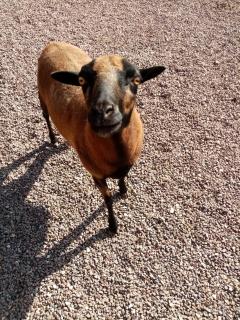 Le paon de bois avec bain nordique - 4