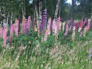 Charming cottage close to the Cairngorms - 8