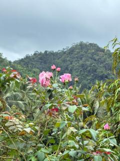 มาค่ะ ฟาร์มสเตย์ ห้วยเขย่ง สวนคุณตา สวนทุเรียนทองผาภูมิ - 4