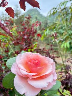 มาค่ะ ฟาร์มสเตย์ ห้วยเขย่ง สวนคุณตา สวนทุเรียนทองผาภูมิ - 1