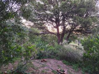 El Jardin de Sauce - 1