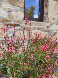 Charmante maison en pierres - 7