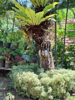 Villa hikka hills - 1