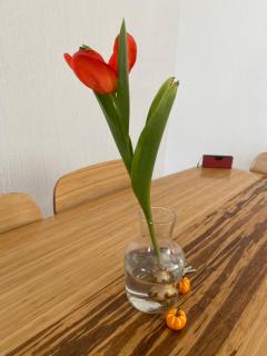 Casa-Patio Bugambilias - 4