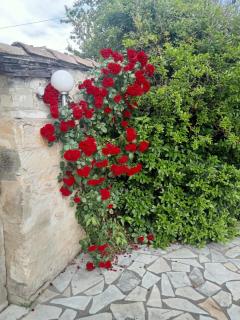 les Micocouliers - 4