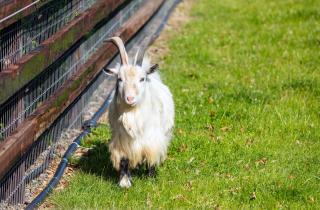 Sage- Glamping Pod - 3