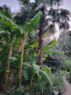 Village house Palma - 4