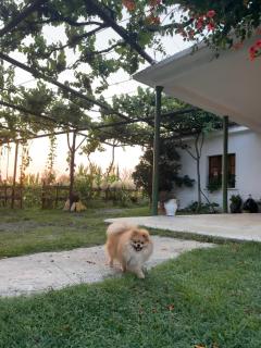 Guesthouse Vitoria - Mrizi i Zanave - 7