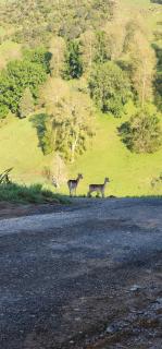 Misty Valley Hilltop Farmstay - 1