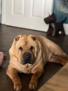 Dog-friendly Seaview Apartment - 3