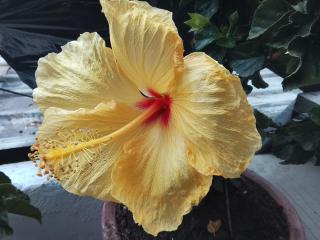 Aracari Inn Mindo - 4