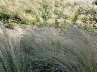 Penty bigouden 18ème classé 2** jardin en ville - 2