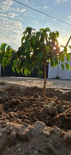 DREAMS INN guest house - 6