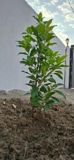 DREAMS INN guest house - 3