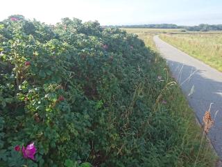 4 person holiday home in Nibe-By Traum - 3