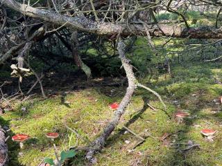 Luxury Retreat in Liseleje - By Traum Ferienwohnungen - 1